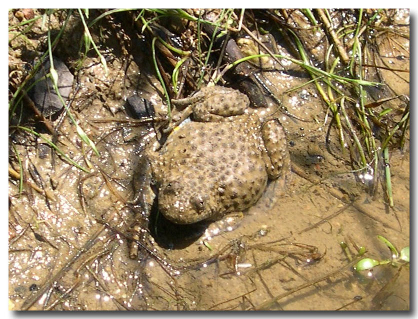 Bombina variegata scabra (Grecia)